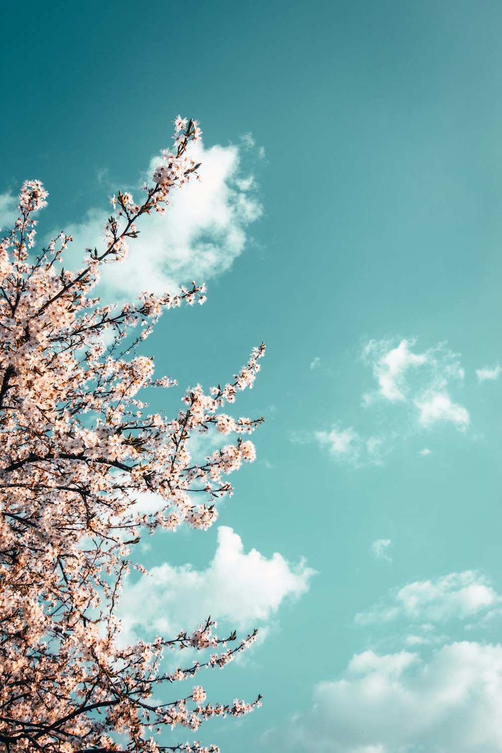 昼間の青空と白い雲の下にピンクの桜の木