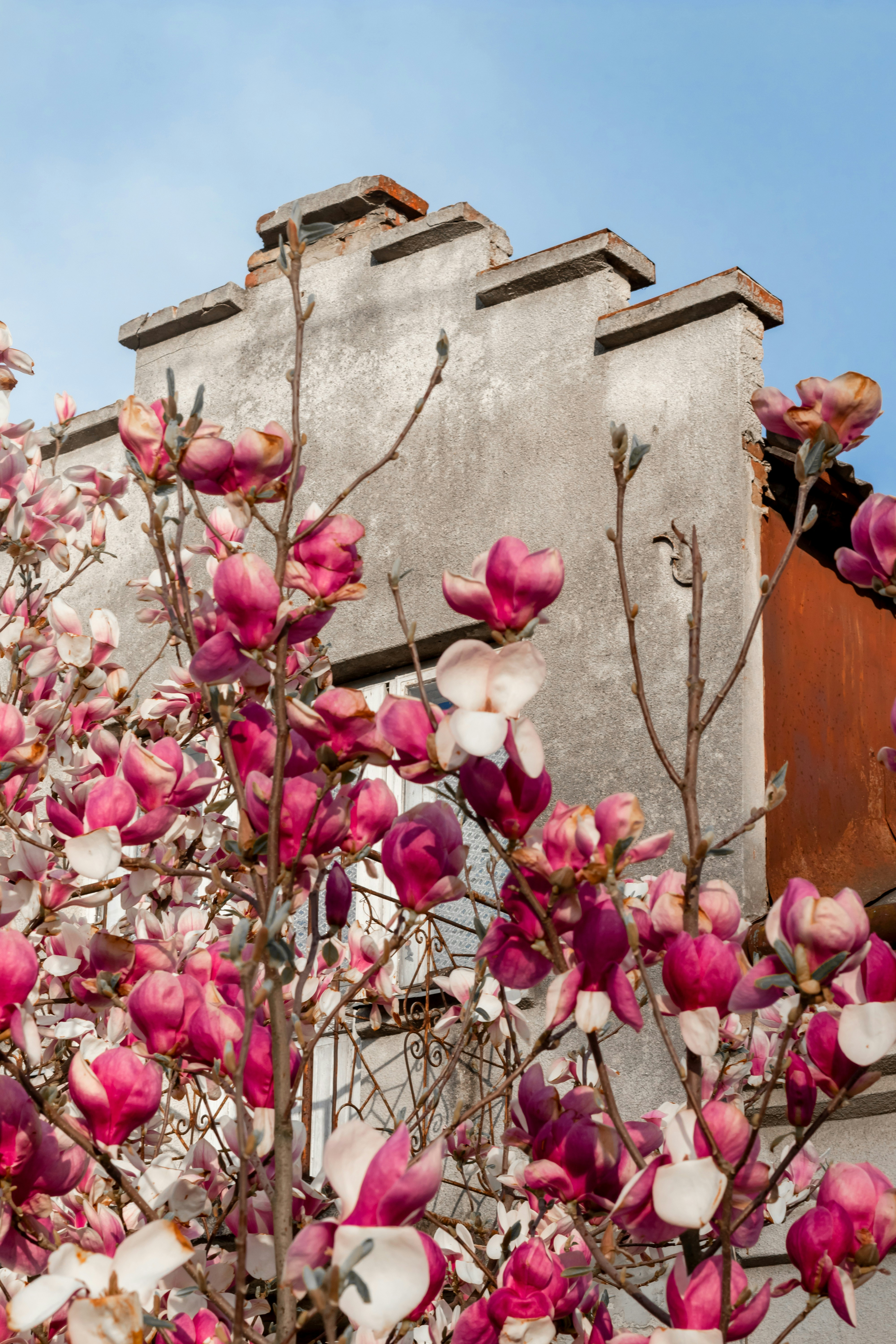 Rosa und weiße Blume in der Nähe von braunem Betongebäude tagsüber
