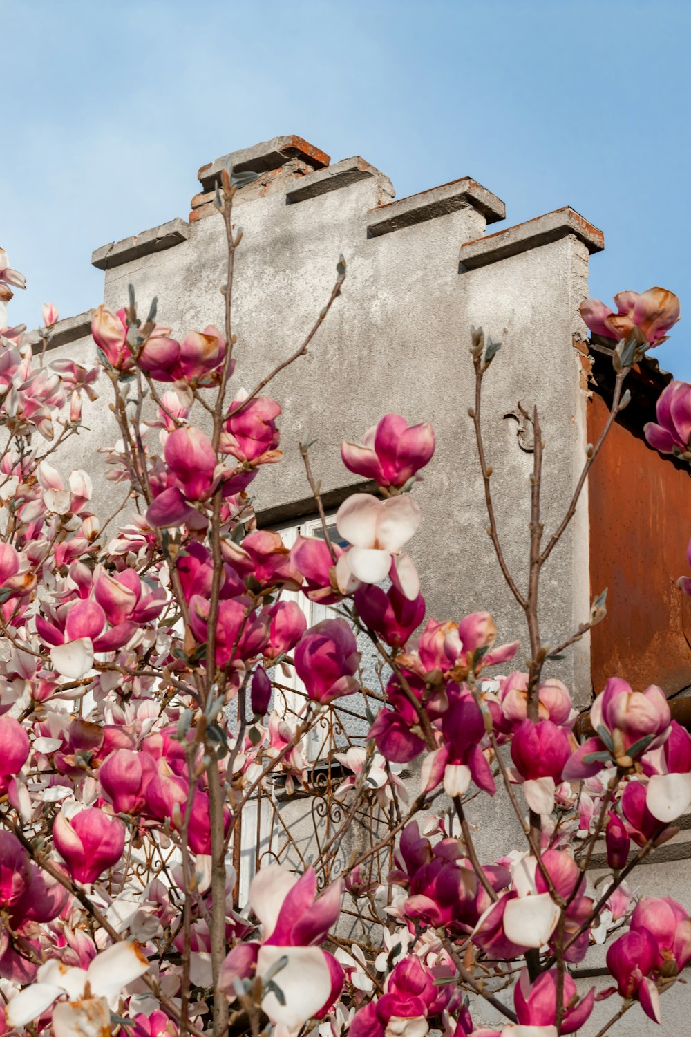 pink and white flower near brown concrete building during daytime