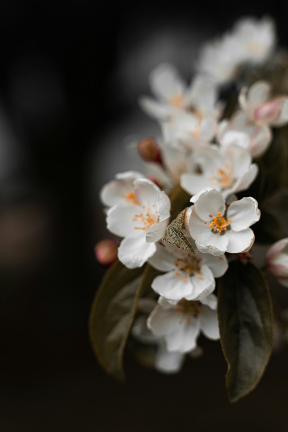 white cherry blossom in close up photography