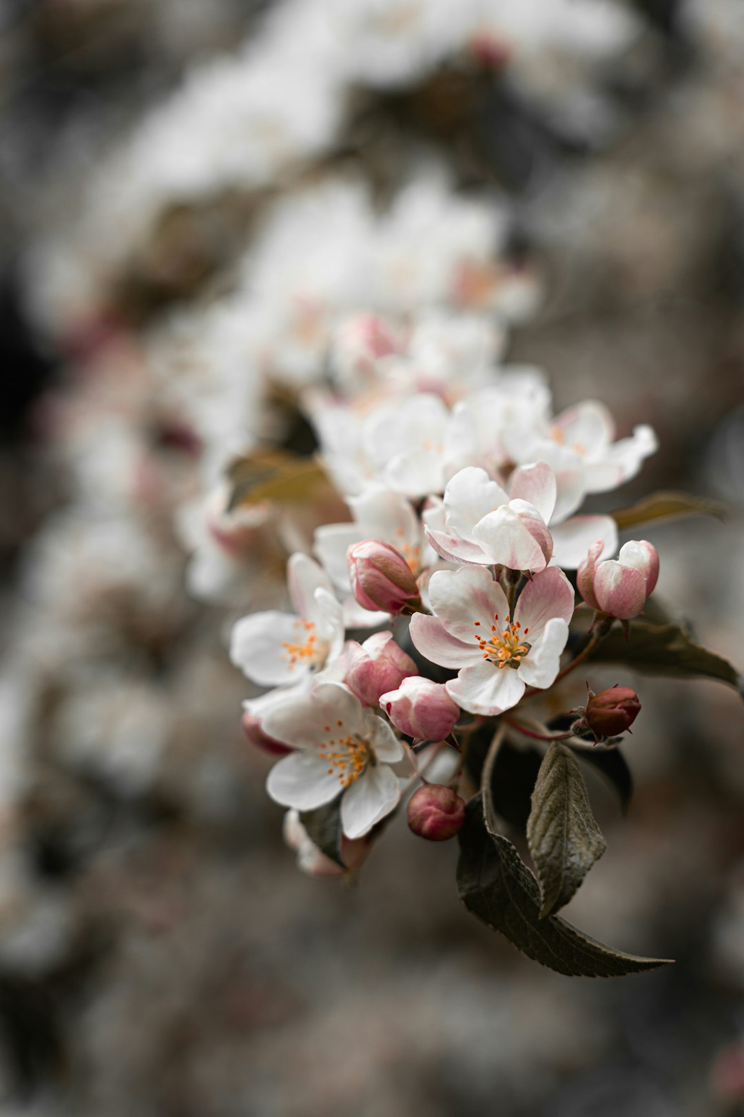 white and pink cherry blossom in close up photography