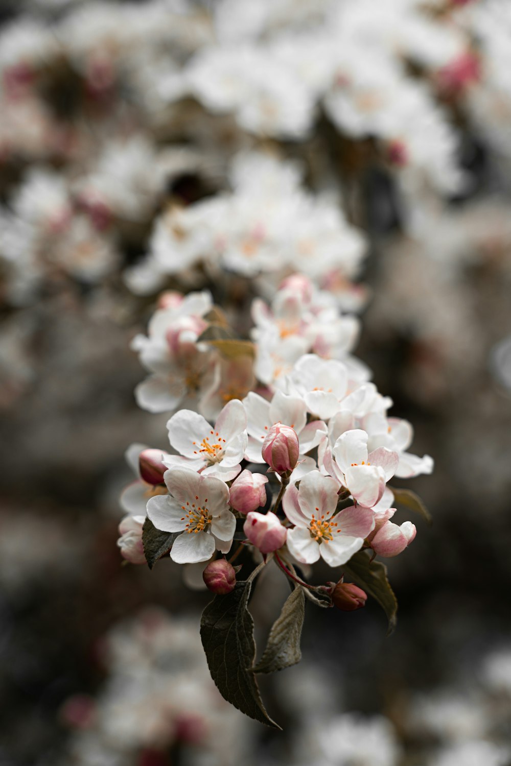 white and pink cherry blossom in close up photography