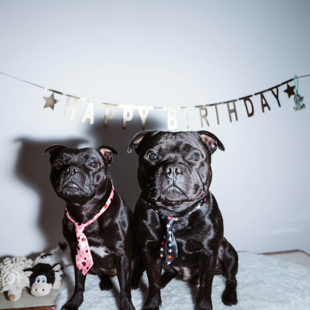 two black pug dogs sitting on a bed with a happy birthday banner