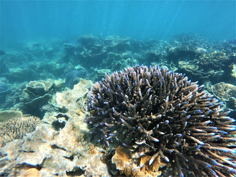 Coral Sea: Australia's Reef-Rich Pacific Waters