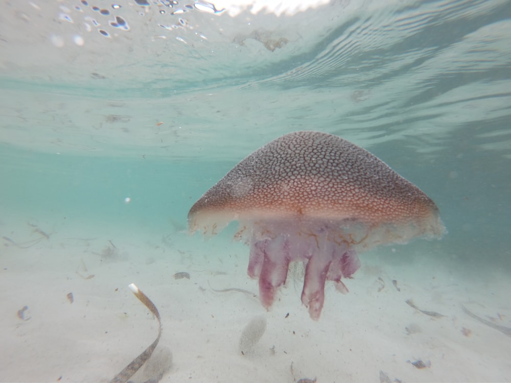 white and brown jellyfish in water