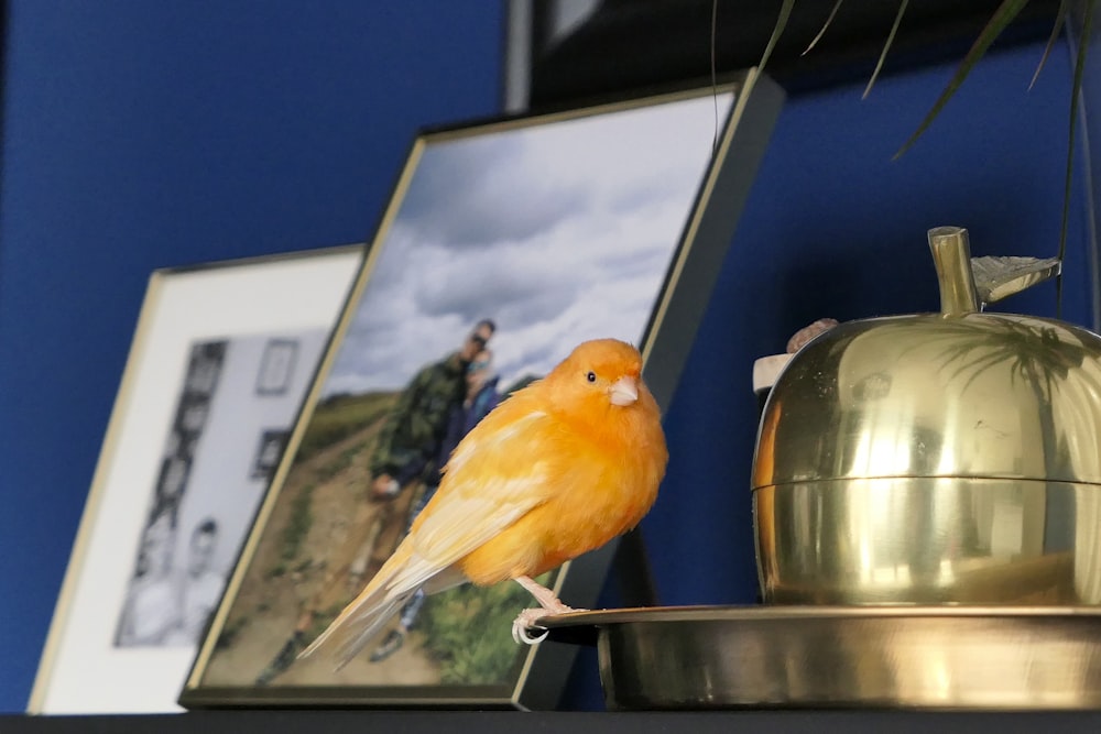 yellow bird on stainless steel bowl