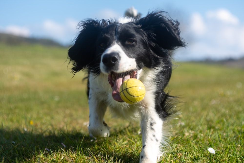 black and white border collie puppy playing green tennis ball on green grass field during daytime