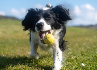 black and white border collie puppy playing green tennis ball on green grass field during daytime