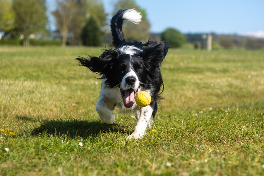 Cachorro de border collie blanco y negro jugando con la pelota verde en el campo de hierba verde durante el día