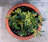 Close-up of a terracotta flower pot with vibrant green plants on a rustic wooden porch.