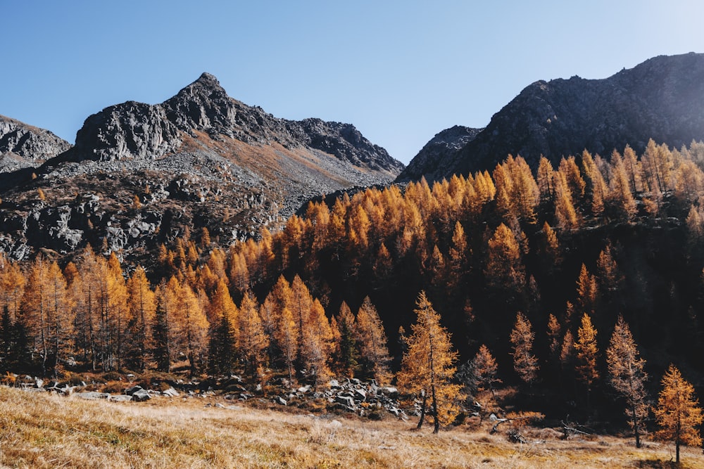 brown and green trees near mountain during daytime