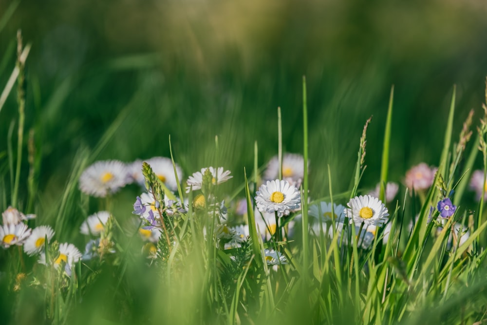 white and yellow flowers in tilt shift lens