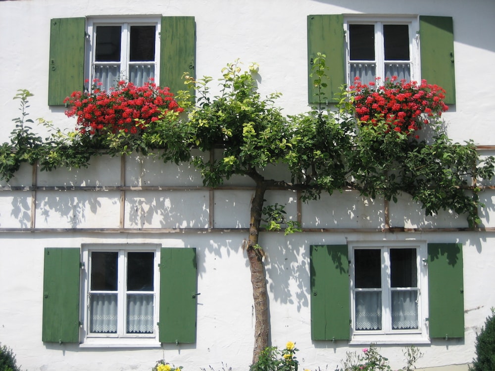 fleurs rouges sur un bâtiment en béton blanc