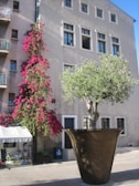 A large tree is planted in an oversized, dark brown flower pot positioned in front of a beige building with multiple windows. A vibrant pink flowering vine climbs the side of the adjacent structure. The area appears to be a pedestrian space with a small outdoor seating area partially visible.