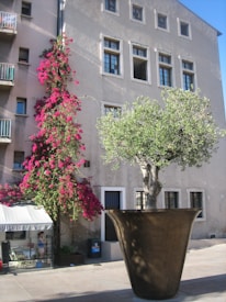 A large tree is planted in an oversized, dark brown flower pot positioned in front of a beige building with multiple windows. A vibrant pink flowering vine climbs the side of the adjacent structure. The area appears to be a pedestrian space with a small outdoor seating area partially visible.