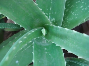 A close-up view of a green aloe vera plant showcasing its thick, fleshy leaves with serrated edges and a central growing tip.