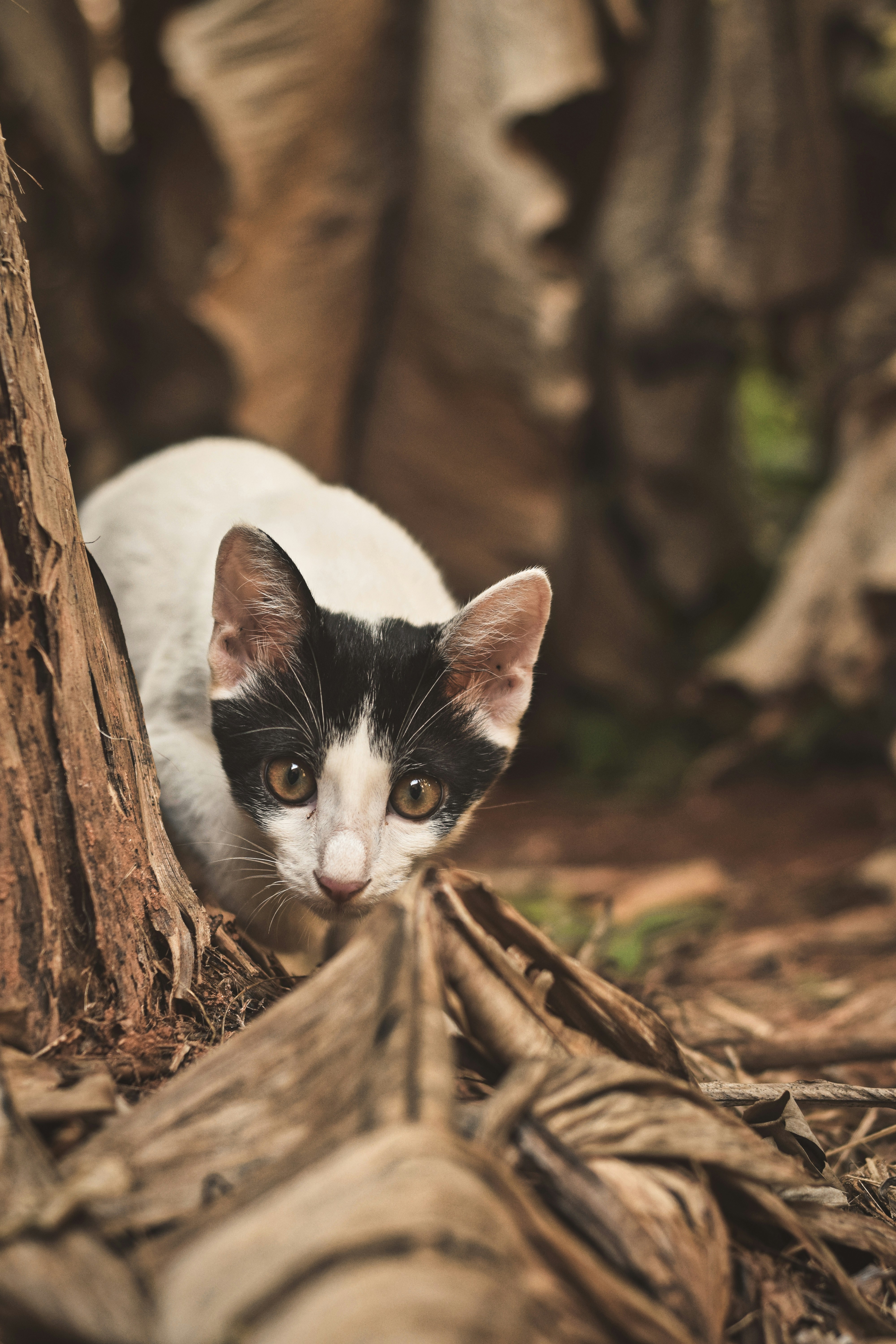 Is Your Cat Acting Weird? Here’s What It Really Means