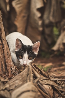A small black and white cat with large eyes peers through dried leaves and bark, suggesting a curious or inquisitive behavior. The environment appears to be natural or outdoors, with a mix of earthy tones from the dried vegetation surrounding the cat.