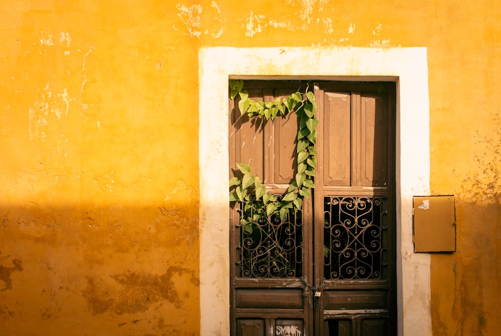 black wooden door with green plant