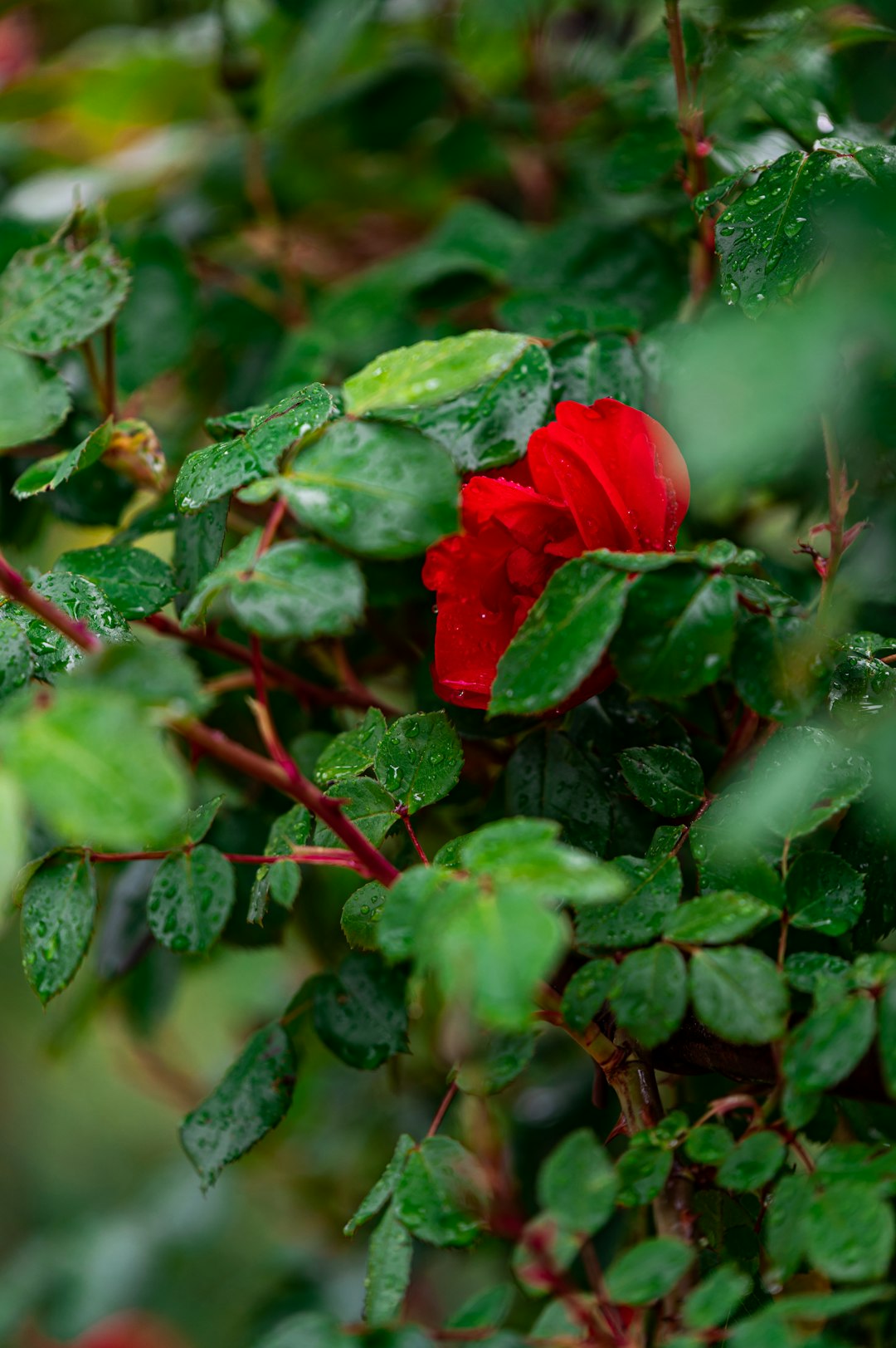 red rose in bloom during daytime