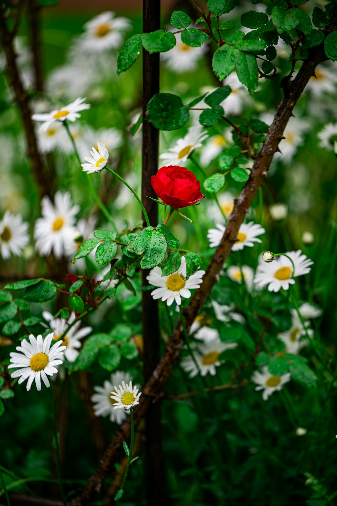 red heart on brown tree branch