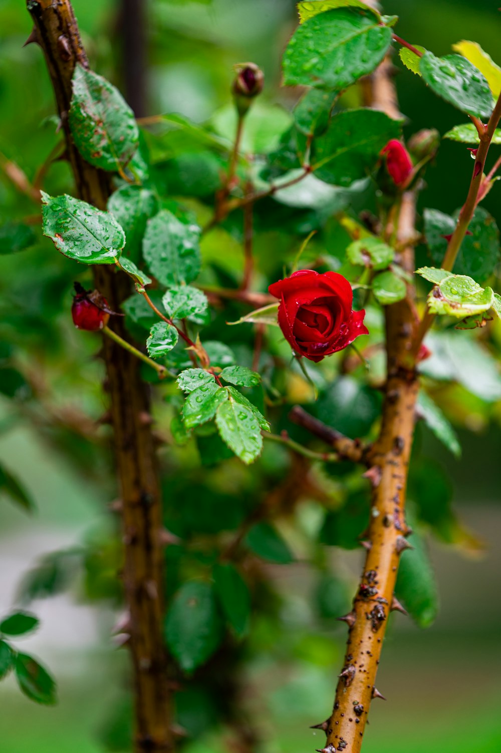 Rote Rose blüht tagsüber