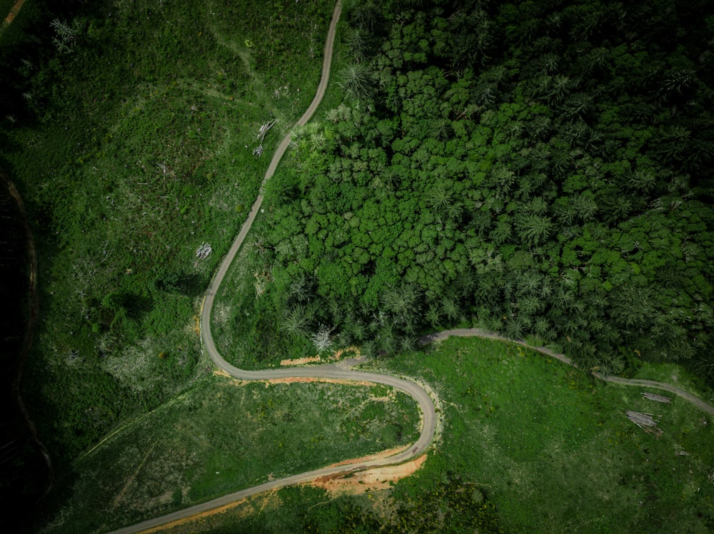 aerial view of green trees