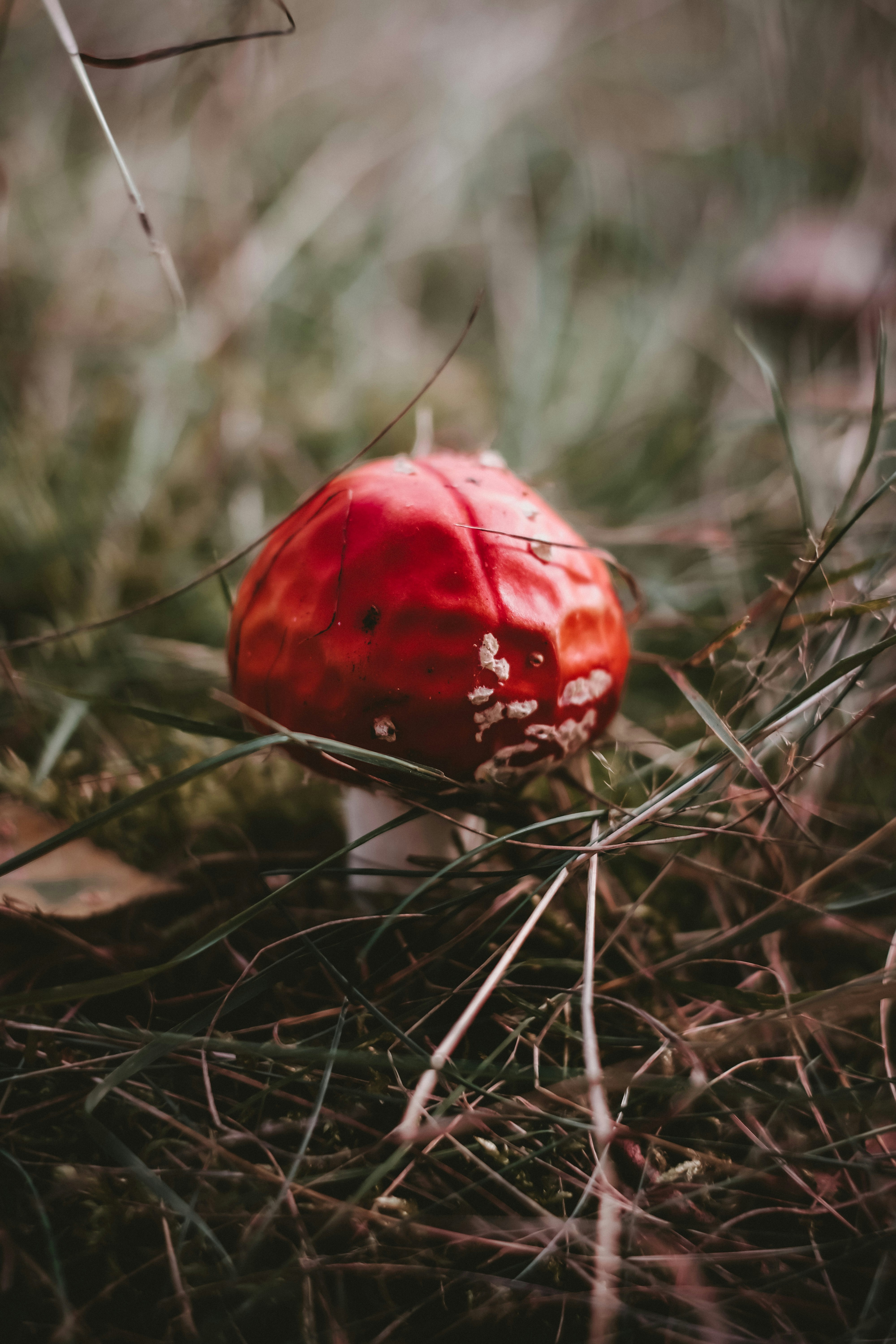 red and white round ornament on brown dried leaves