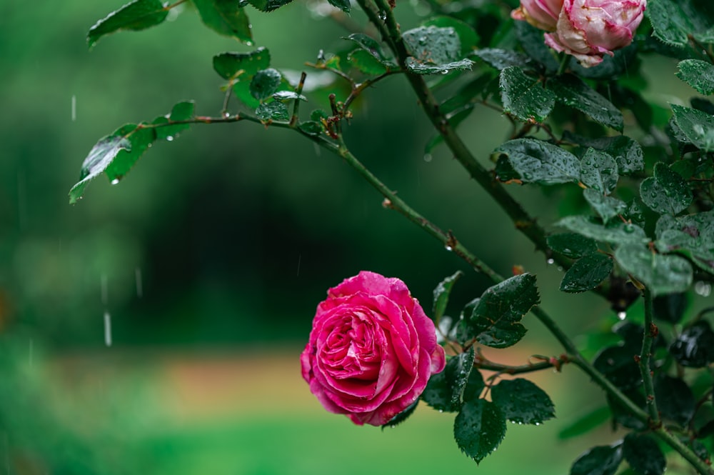 pink rose in bloom during daytime