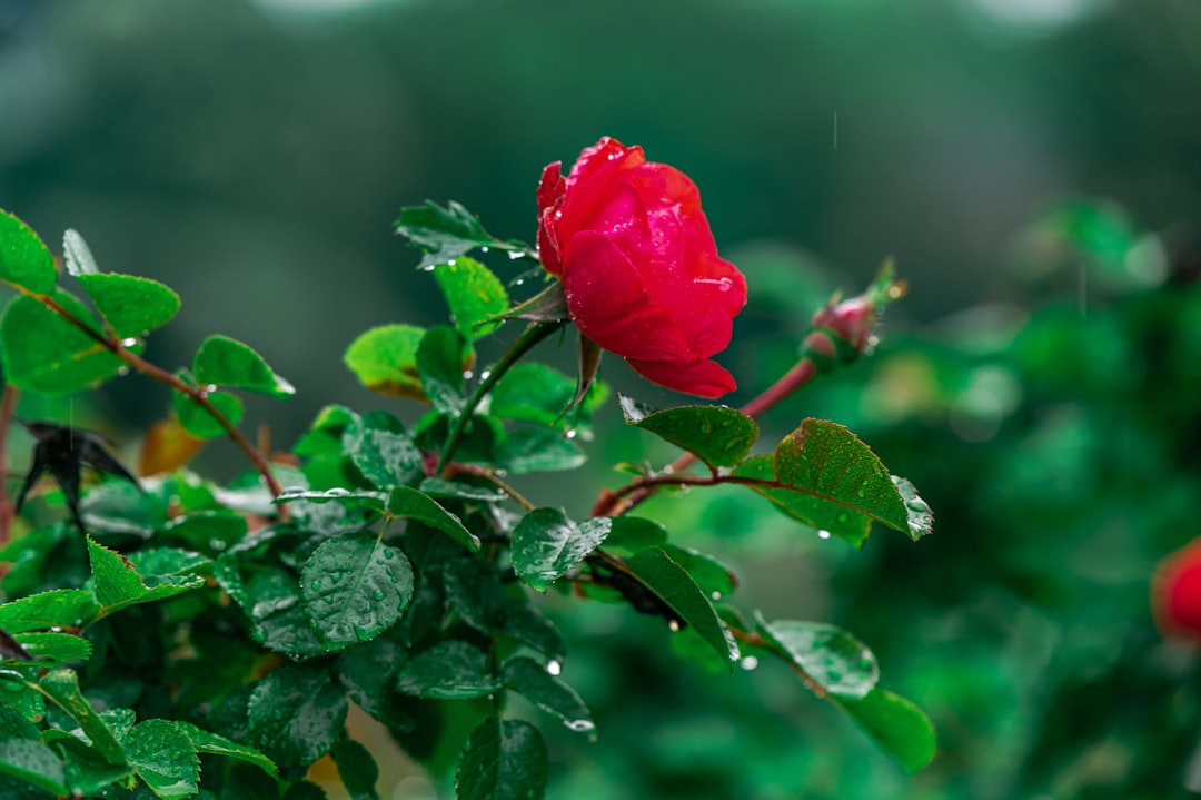 red rose in bloom during daytime