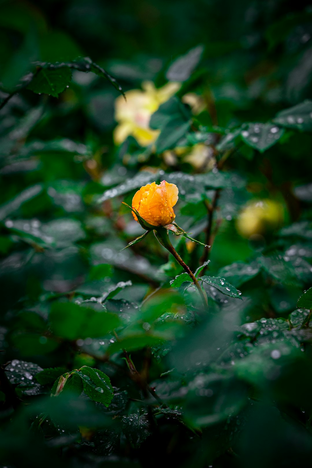 yellow flower in tilt shift lens