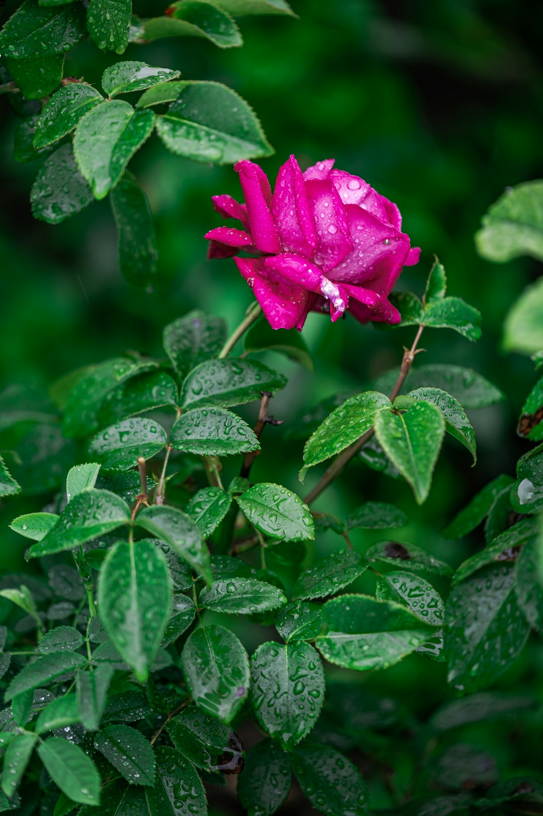 pink rose in bloom during daytime