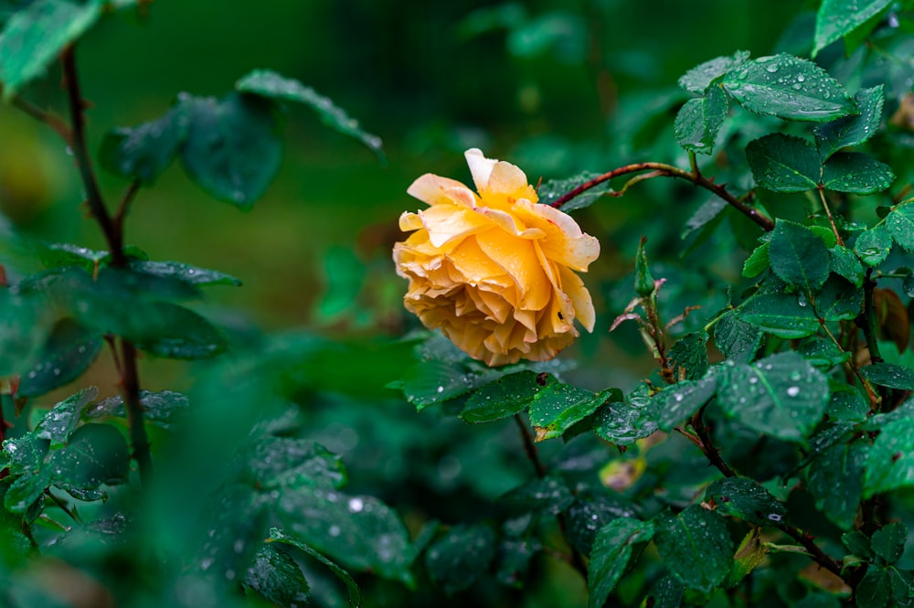 yellow flower in tilt shift lens