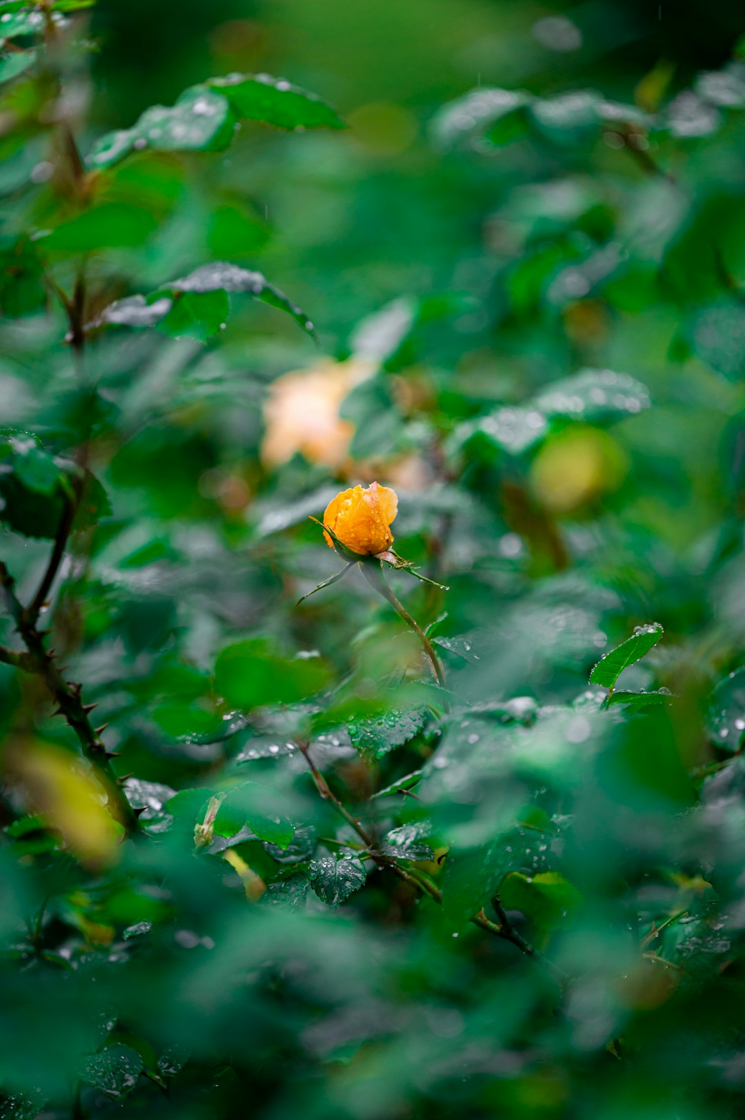 yellow flower in tilt shift lens