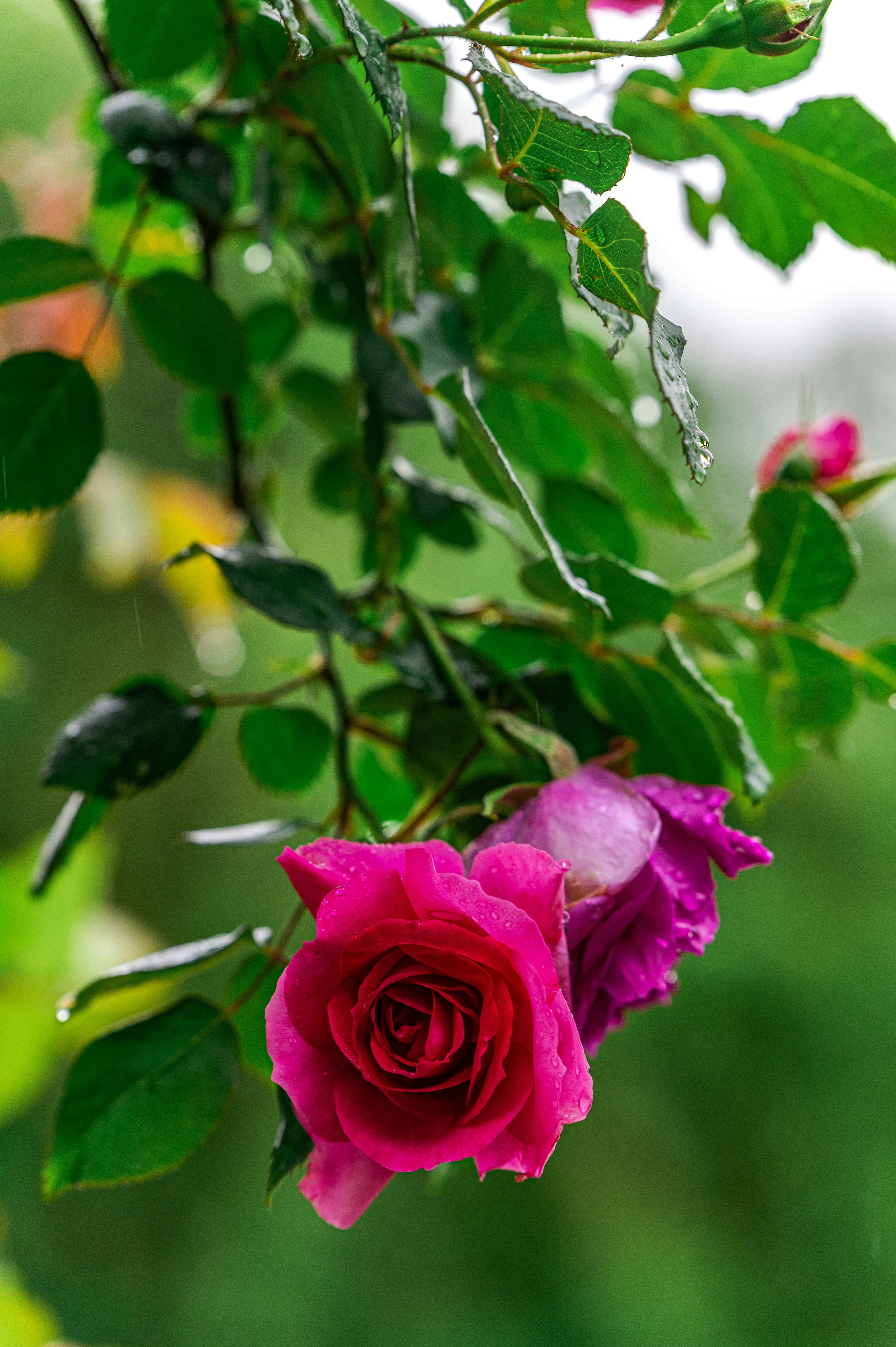 Photo by andreasbrun