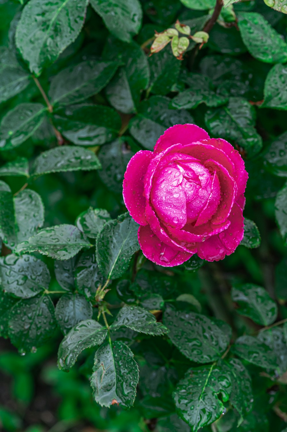 pink rose in bloom during daytime