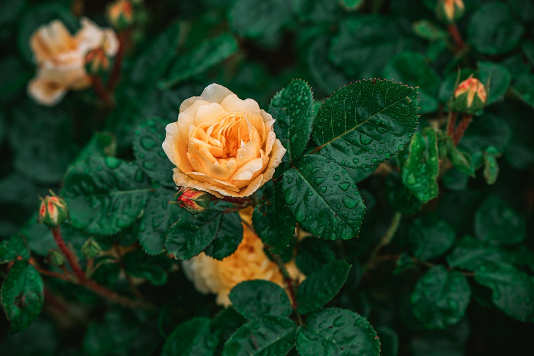 white rose in bloom during daytime