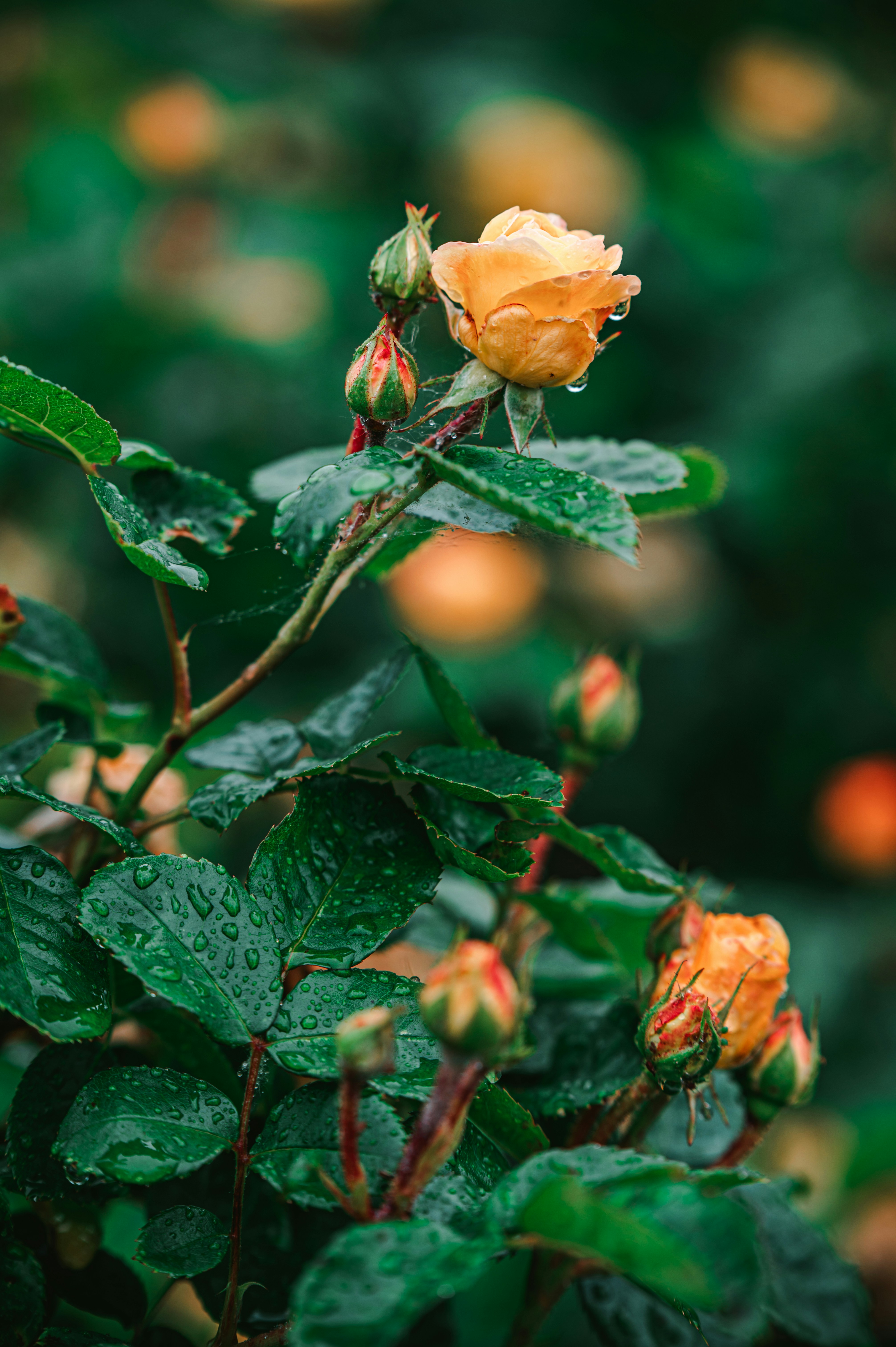 Photo by andreasbrun