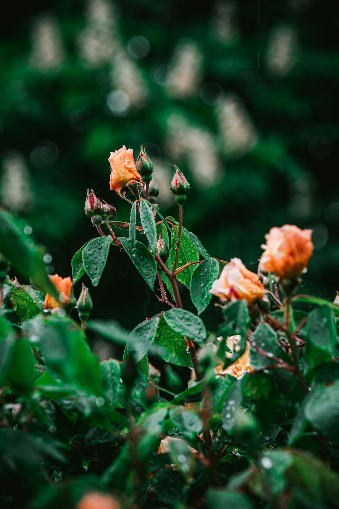 orange flower in tilt shift lens