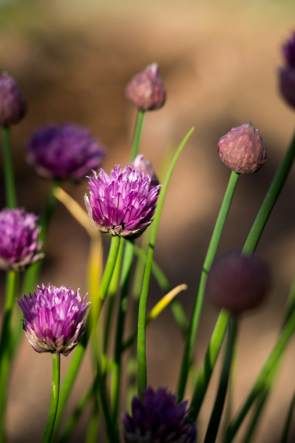 purple flower in tilt shift lens