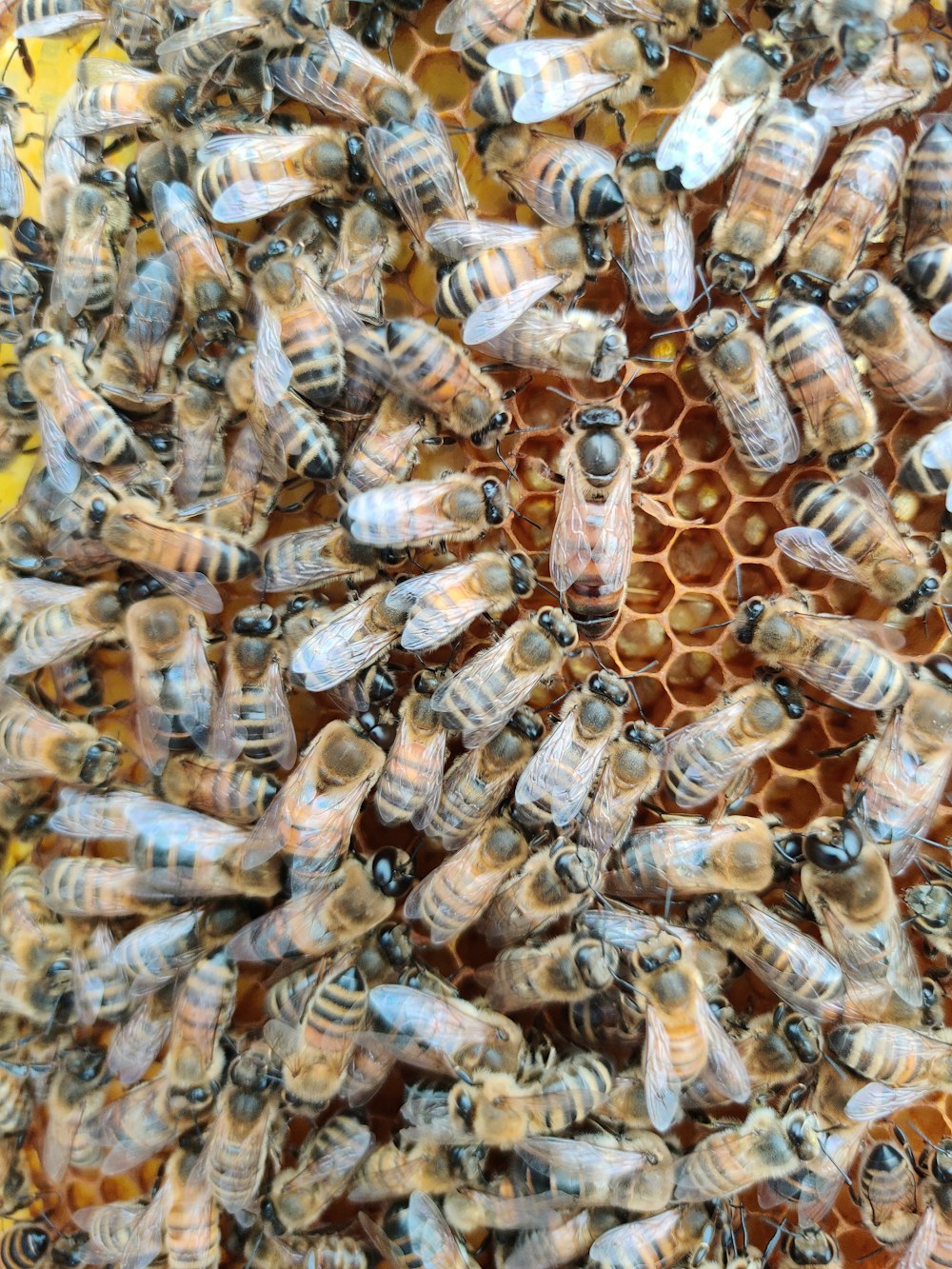 lote de abejas marrones y negras