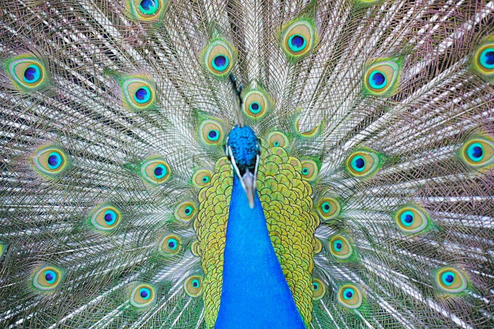 peacock in close up photography