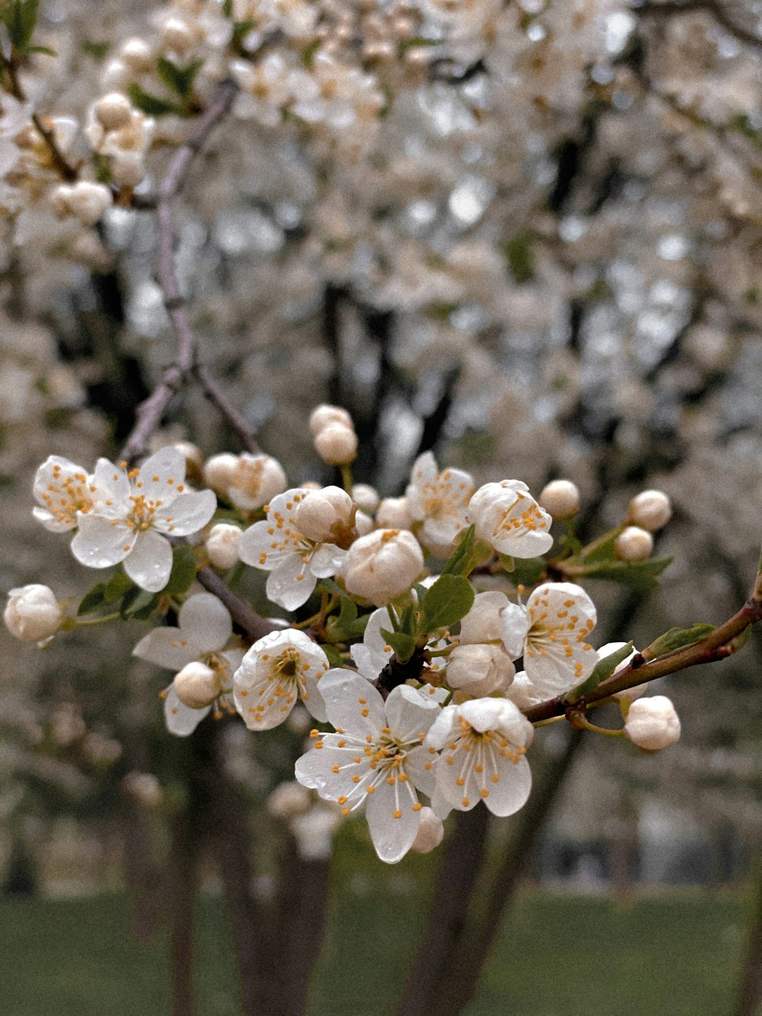 white cherry blossom in close up photography