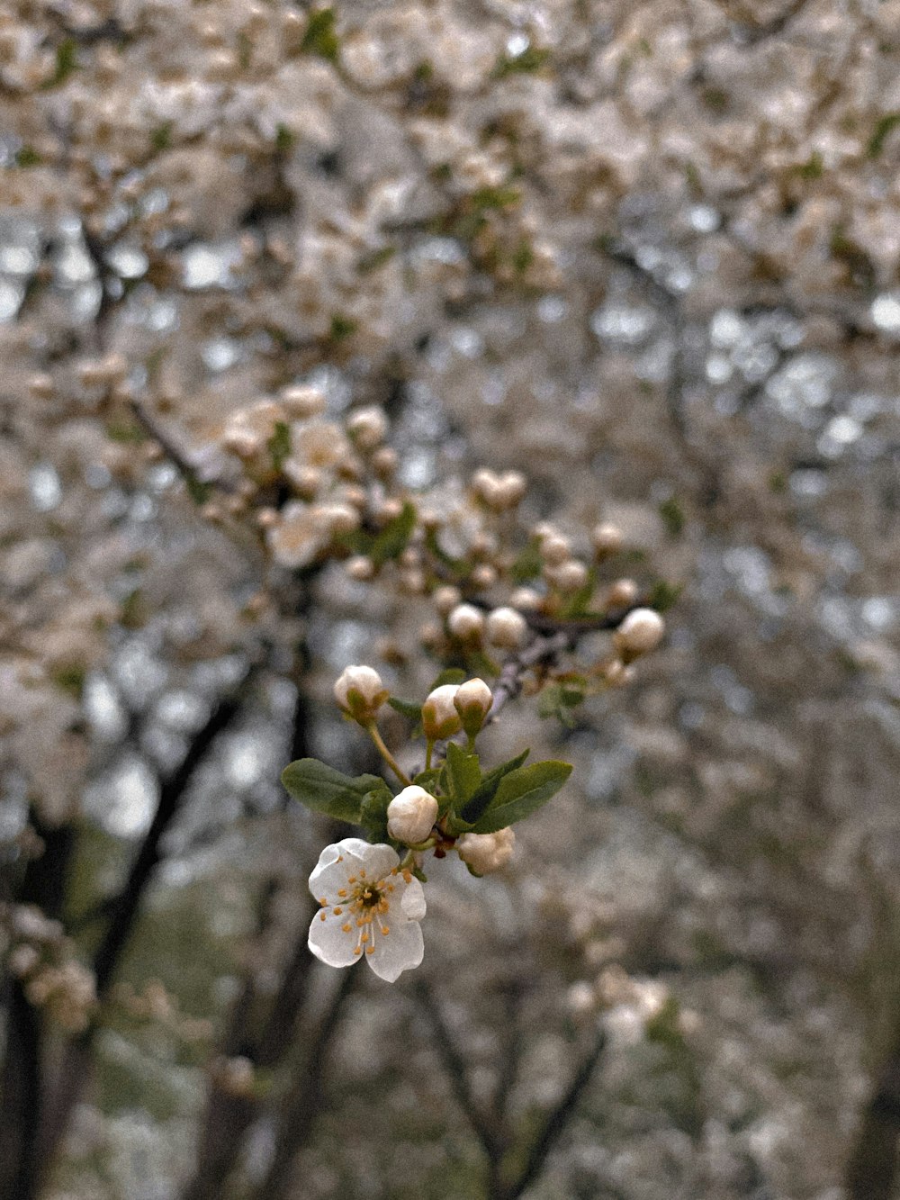 white cherry blossom in close up photography