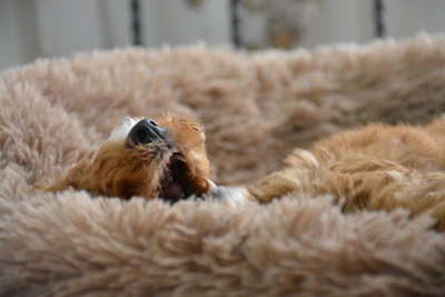 A cozy pet bed with colorful cushions matching the vibrant style of CoquetaPaw accessories.