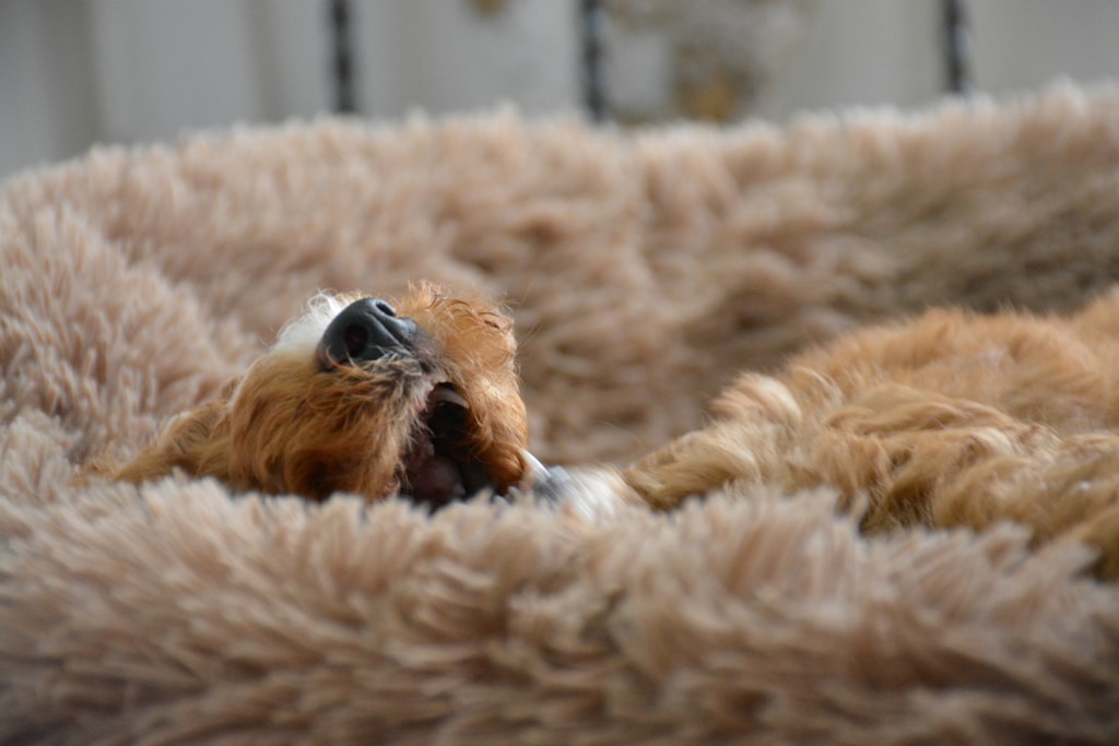 Cama Acolchada Para Mascotas