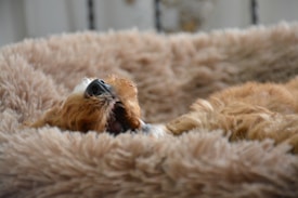 A furry dog with a light brown coat lies comfortably on a soft, fluffy bed. The dog's fur blends seamlessly with the texture and color of the bed, creating a cozy atmosphere.