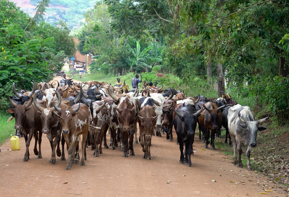 herd of brown and black horses on brown dirt road during daytime