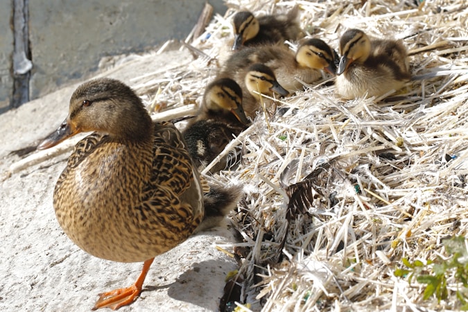 A female duck with patterned feathers stands on a surface next to a group of ducklings resting on a bed of straw. The ducklings are small, fluffy, and closely huddled together.