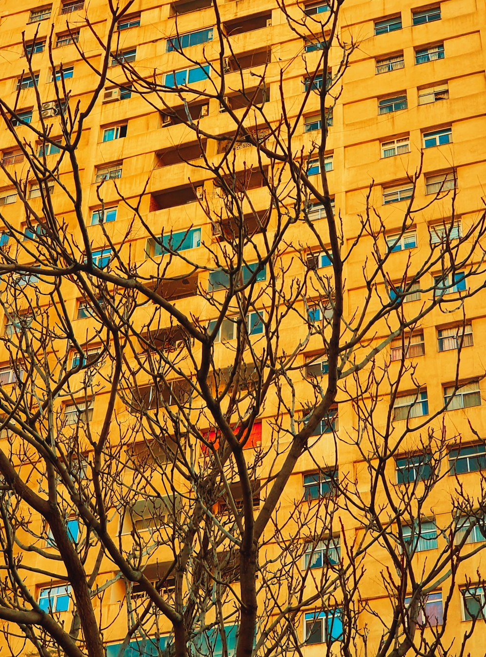 brown bare tree near brown concrete building during daytime